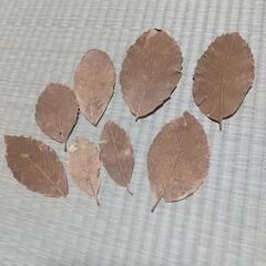 ゴールド リーフ 8枚セットの画像