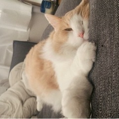 ノルウェージャンフォレストキャット/3歳オスの画像