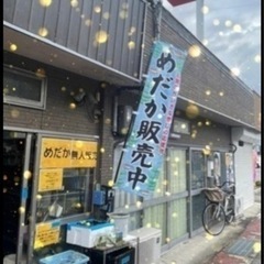 本日はゾウリムシプレゼントします！めだか メダカ  無人めだか販...