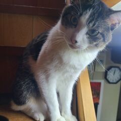 里親決まりました。ありがとうございました。