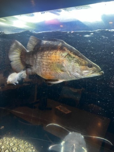 バラマンディ　ウルトラショート　完品　曲がりなし