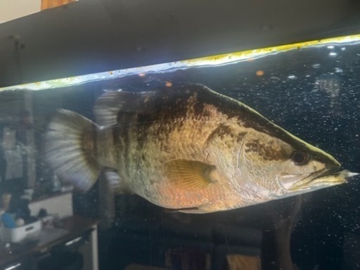 バラマンディ　ウルトラショート　完品　曲がりなし