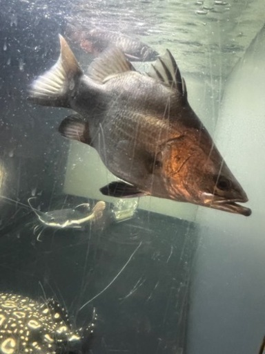 バラマンディ　ウルトラショート　完品　曲がりなし