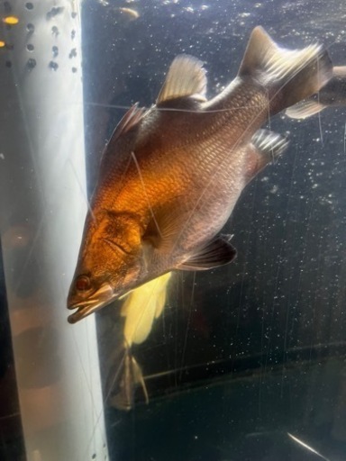 バラマンディ　ウルトラショート　完品　曲がりなし