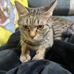 家の都合で飼えなくなったので里親募集です