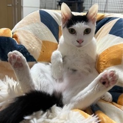家の都合上飼えなくなったので里親募集 - 愛知郡