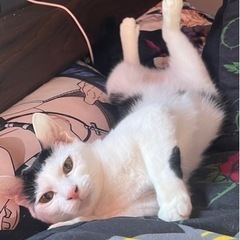 家の都合上飼えなくなったので里親募集 - 猫