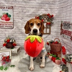 トイプーのベアカットモデル犬を5000円から募集いたします🐶