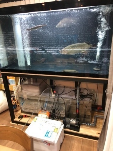 【本日特価】 オーバーフロー水槽 アクリル 横150.高さ80.奥70 その他