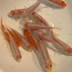 錦鯉　稚魚　紅白　白無地　5ｃｍくらい　１匹よりどりの画像