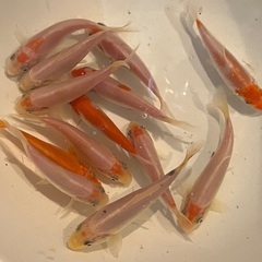 錦鯉　稚魚　紅白　白無地　5ｃｍくらい　１匹よりどりの画像