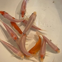 錦鯉　稚魚　紅白　白無地　5ｃｍくらい　１匹よりどりの画像