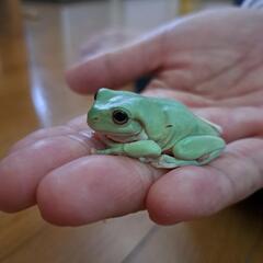 イエアメガエル(まだまだベビー)最終値引きの画像