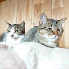 保護猫達のお家を探しています