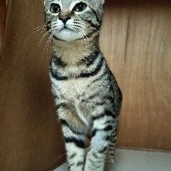 カギ尻尾　よもぎちゃん