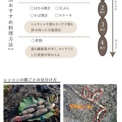 レンコン(オーガニック)の画像