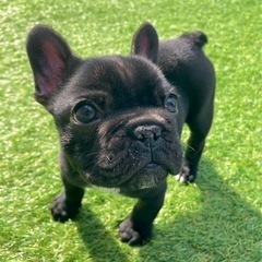 🐶フレンチブルドッグ🐶ブリンドル
