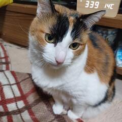 避妊済　里親さん募集　メス8歳