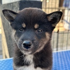 12月5日生まれ　小ぶりな柴犬　オーナー様募集中