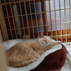 ノラ猫