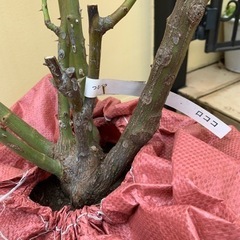 バラ苗  つるバラ(ロココ)大苗
