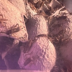 コオロギ　（飼っている爬虫類にあげてます）