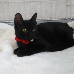 美しい黒猫ミシェルちゃん4-5ヶ月女の子 - 越谷市