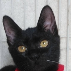 美しい黒猫ミシェルちゃん4-5ヶ月女の子 - 猫