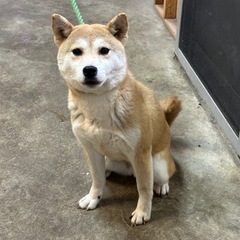 5歳　女の子　柴犬　繁殖引退犬