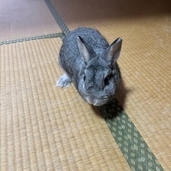 【里親募集】ネザーランドドワーフ　3歳3ヶ月