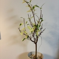 観葉植物　斑入り　ガジュマル　激レア　