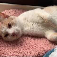7ヶ月の少し薄茶の混ざってる珍しい白茶トラねこちゃん♡♡