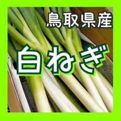【鳥取県産】白ネギ 5kg~ Lサイズ(1~1.5cm程度) 白...