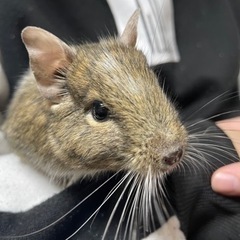 デグー パイド ♀ 3匹