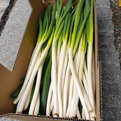 【鳥取県産】白ネギ 5kg~ Lサイズ(1~1.5cm程度) 白ねぎ 長ねぎ B品の画像