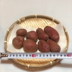 アンデスレッド&ノーザンルビー　種芋の画像