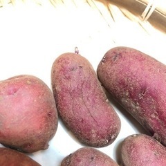 アンデスレッド&ノーザンルビー　種芋の画像