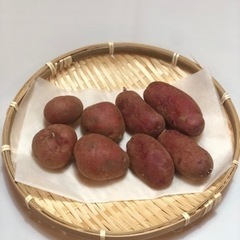 アンデスレッド&ノーザンルビー　種芋の画像