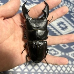 大型　スマトラオオヒラタ　ペア