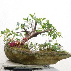 ガジュマルの丘