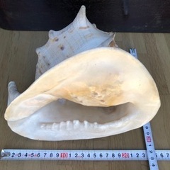 トウカムリガイの貝殻　置物（現金手渡し）