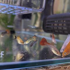 【終了】(稚魚)グッピー・プラティ