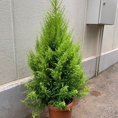 クレスト① 観葉植物