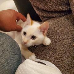 人に懐いてる猫の里親さん募集　
