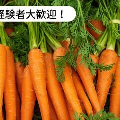 【済】徳島県板野郡藍住町乙瀬でにんじん収穫等のお仕事！【単発/短...