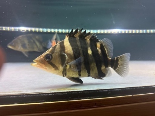 ダトニオプラスワン　パーフェクトバンド