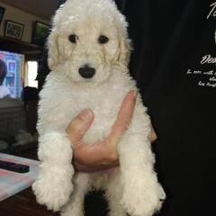 😃スタンダードプードル🐩女の子販売中😃 - 名護市