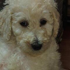 😃スタンダードプードル🐩女の子販売中😃の画像