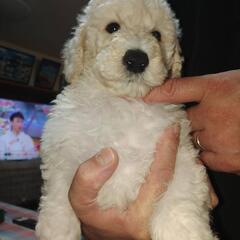 😃スタンダードプードル🐩女の子販売中😃 - ペット