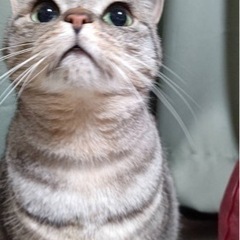 【急募！！】今年8歳のお目目クリクリ甘えんぼちゃん♡